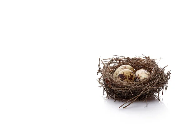 Wachteleier Einem Echten Nest Auf Weißem Hintergrund Mit Kopierraum — Stockfoto