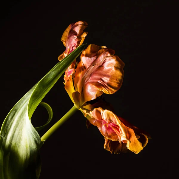 Guardando Nel Fiore Tulipano Pappagallo Fiammato Giallo Arancio — Foto Stock