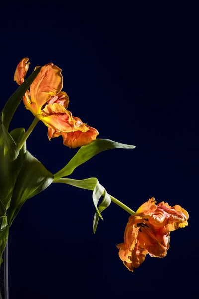 Regardant Dans Fleur Une Tulipe Perroquet Jaune Orange — Photo