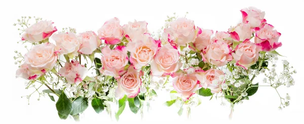 Muitas Rosas Arbusto Fúcsia Brilhante Macio Contra Fundo Branco — Fotografia de Stock