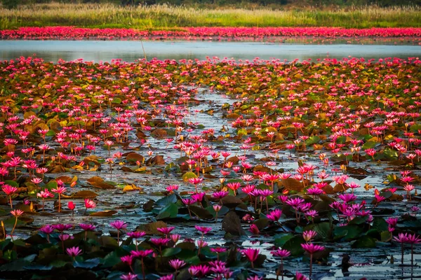 Lotus Flower Lake Água Parada Cheia Plantas Aquáticas Tropicais — Fotografia de Stock