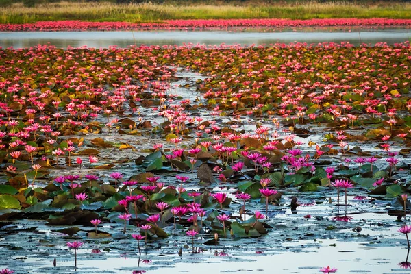 Lac Des Fleurs Lotus Eau Stagnante Pleine Plantes Eau Tropicale — Photo