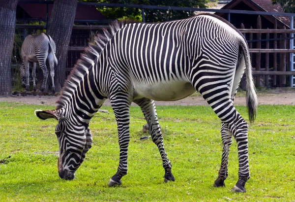 Zebra Nahaufnahme Berühmten Moskauer Zoo — Stockfoto