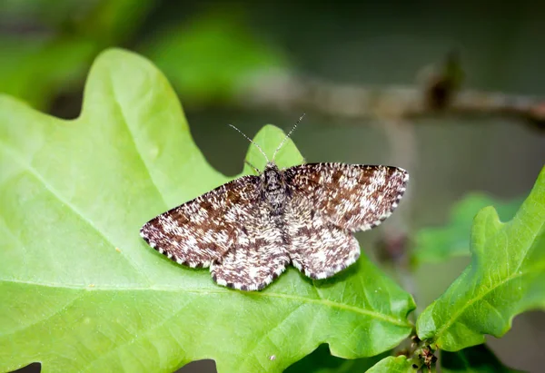 Close Της Πεταλούδας Στο Περιβάλλον Έννοια Αγριότητα — Φωτογραφία Αρχείου