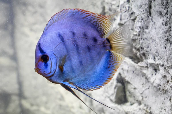 Portret Van Een Discus Vis — Stockfoto