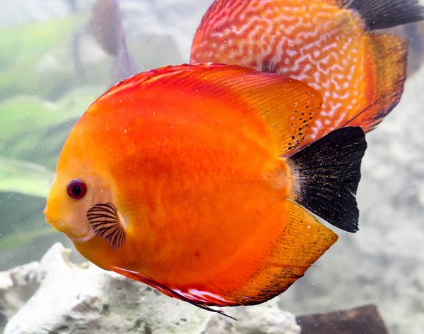 Portrait Discus Fish — Stock Photo, Image