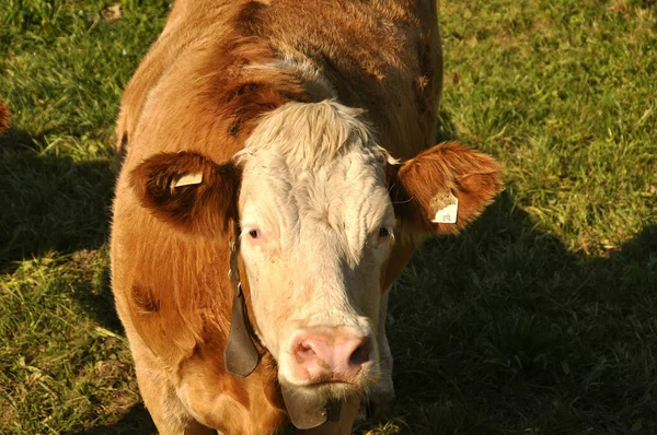 Festői Kilátás Gyönyörű Alpok Táj — Stock Fotó