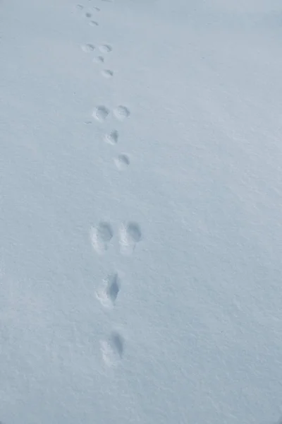 Spor Åkerhare Vinteren Snøen Spor Kanin – stockfoto