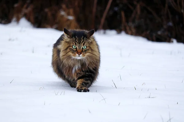 Eine Hübsche Junge Norwegische Waldkatze Jagt Schnee — Stockfoto