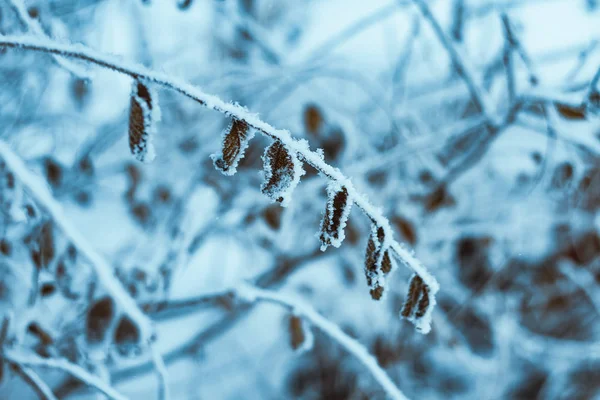 Branches Dans Neige Pendant Journée — Photo