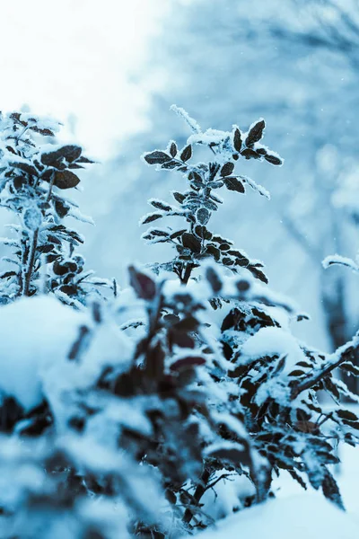 Barberry Κοντινό Υποκαταστήματα Στο Χιόνι — Φωτογραφία Αρχείου