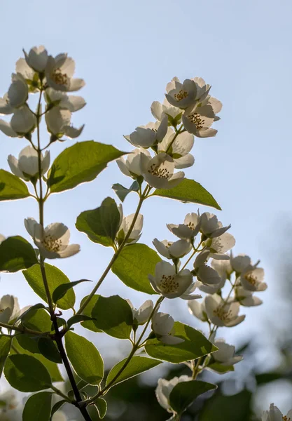 Beautiful Blossoming Branch Jasmine Garden — Stock Photo, Image