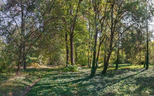 Деревья Старом Ботаническом Саду Одессе Украина Солнечный Осенний День — стоковое фото