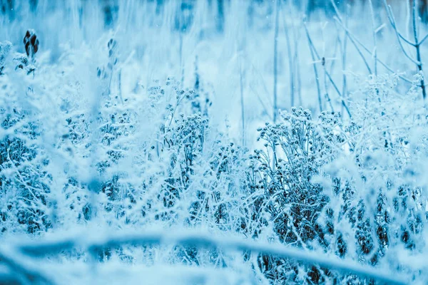 冬の午後の樹氷の冷凍工場 — ストック写真