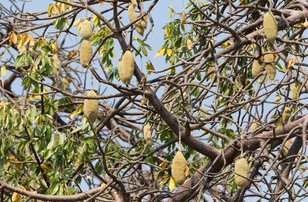 Baobab Fruit Hanging Tree Botswana — Stock Photo, Image