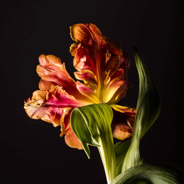 Guardando Nel Fiore Tulipano Pappagallo Fiammato Giallo Arancio — Foto Stock