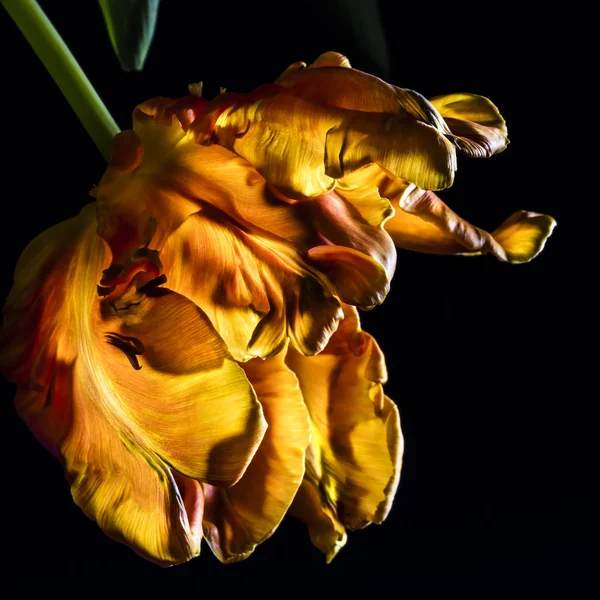 Looking Blossom Yellow Orange Flamed Parrot Tulip — Stock Photo, Image