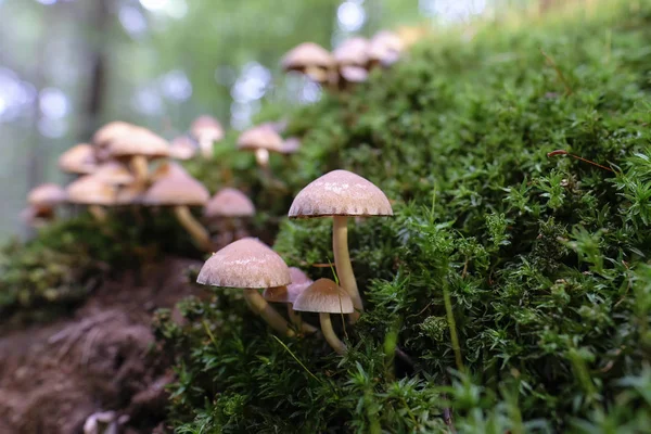 Obrázek Světlého Křehkého Kmene Mechem Pokrytém Suchém Dřevě Téma Mykologie — Stock fotografie