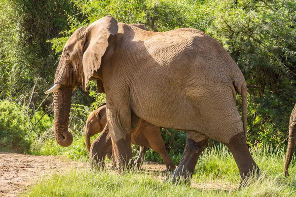 Velho Elefante Savana Parque Samburu Centro Quênia — Fotografia de Stock