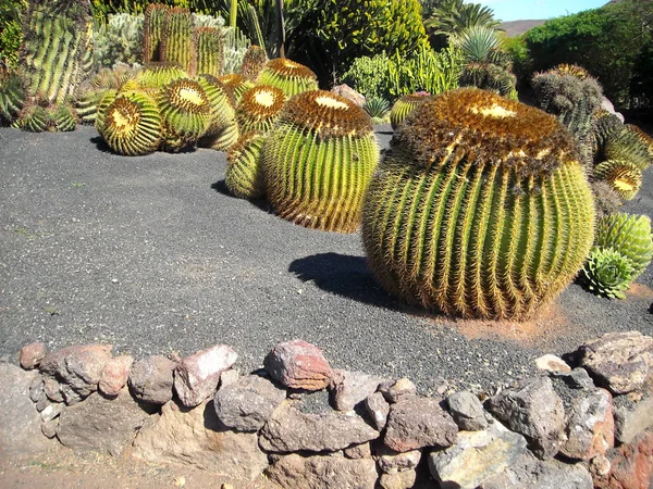 Los Amantes Del Sol Botanik Garten Isle Fuertenentura —  Fotos de Stock