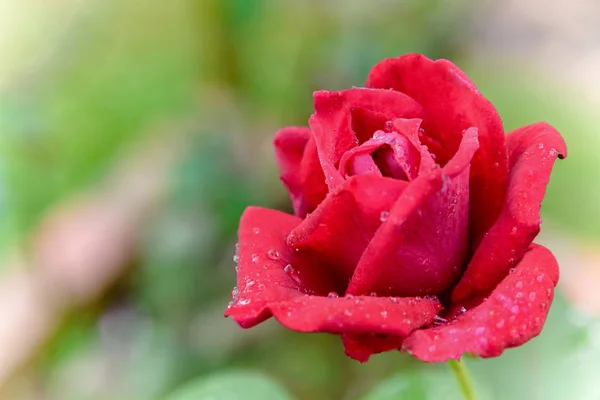 Close Red Rose Blooming Branch Flower Garden Background — Stock Photo, Image