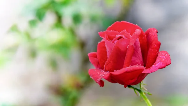Primer Plano Rosa Roja Que Florece Rama Jardín Flores Para — Foto de Stock