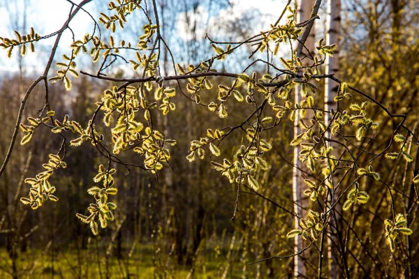 Jarní Příroda Pozadí Pussy Vrbové Větve Venkovská Krajina Lotyšsku Pussy — Stock fotografie