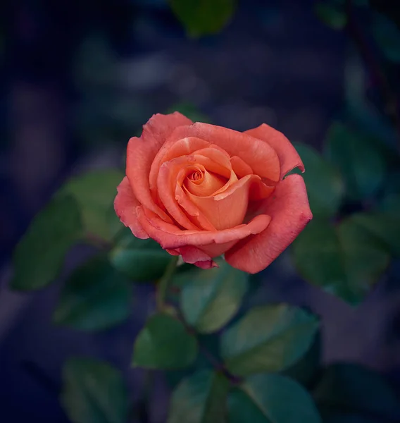 Uma Rosa Florescendo Jardim Parte Tarde Vista Superior — Fotografia de Stock