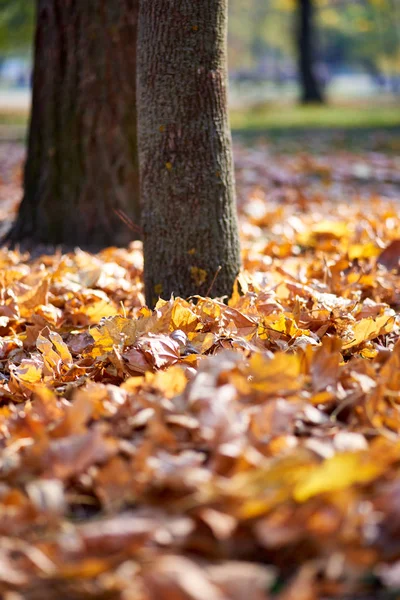 Осенняя Листва Желтые Листья — стоковое фото