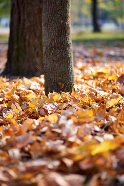 Fogliame Autunnale Foglie Gialle — Foto Stock