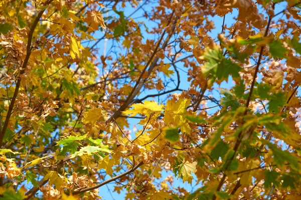 Ramas Arce Con Hojas Amarillas Verdes Contra Cielo Azul Vista —  Fotos de Stock