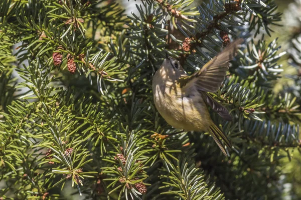 Goldcrest Branch Searching Fodder — Stock Photo, Image