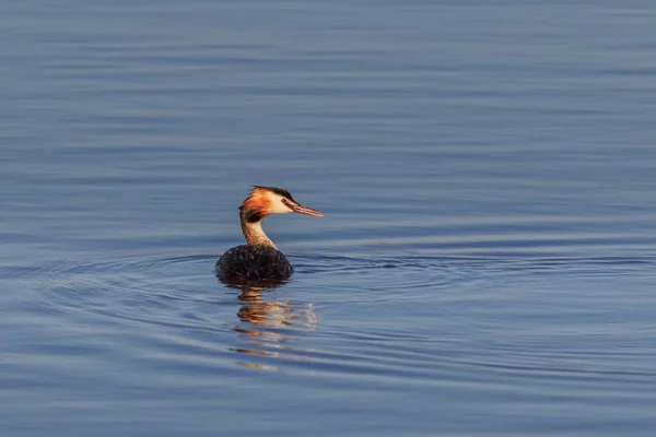 Great Crested Grebe Danube Delta Romania — Stock Photo, Image