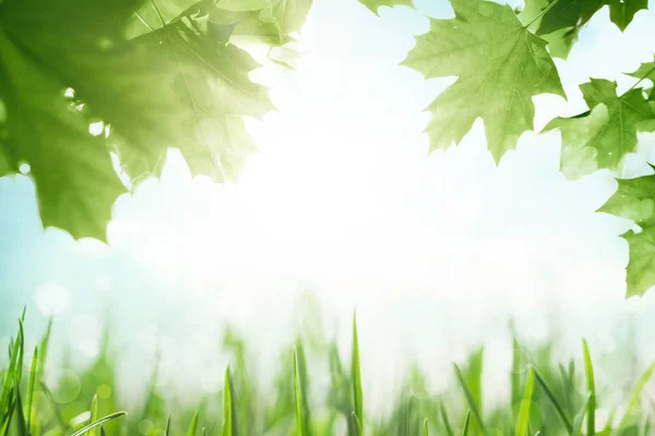 Hierba Verde Con Hojas Árbol Sobre Soleado Cielo Azul Fondo — Foto de Stock