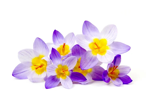 Crocus Uma Das Primeiras Flores Primavera — Fotografia de Stock