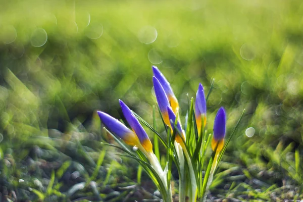 Crocus 最初の春の花の1つ — ストック写真