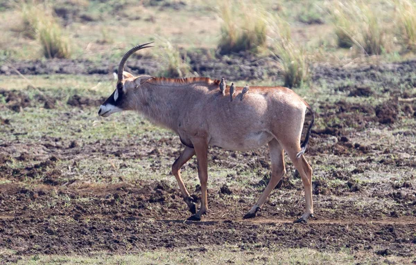 Antilope Brune Avec Des Oiseaux Sur Dos Botswana — Photo
