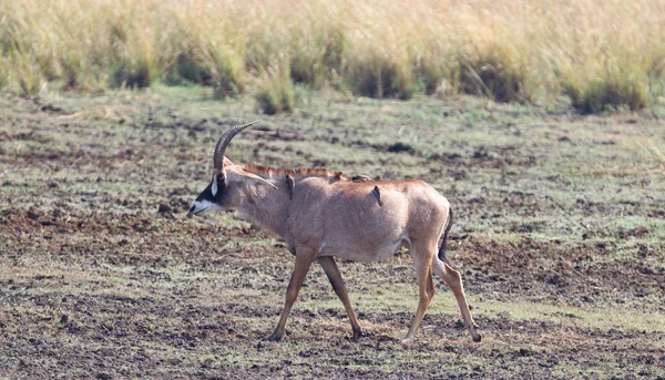 Hnědá Antilopa Ptáky Zádech Botswana — Stock fotografie
