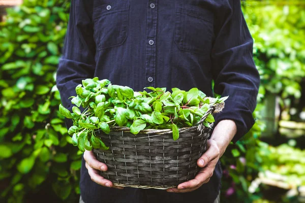 Giardinaggio Biologico Mani Agricoltori Con Erbe Fresche Giardinaggio Primaverile — Foto Stock