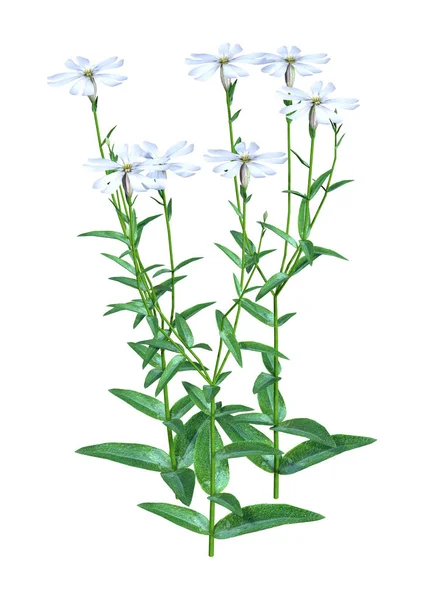 Τρισδιάστατη Απεικόνιση Του Silene Latifolia Δασικά Λουλούδια Που Απομονώνονται Λευκό — Φωτογραφία Αρχείου