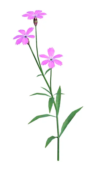 Rendering Dianthus Eller Nejlika Rosa Eller Sweet William Blommor Isolerad — Stockfoto