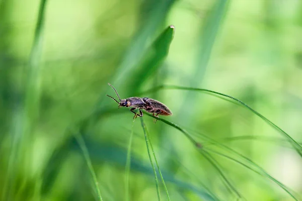 Beatle Una Hoja Gras — Foto de Stock