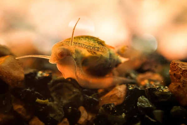 Bubble Snails Eggs Snails — Stock Photo, Image