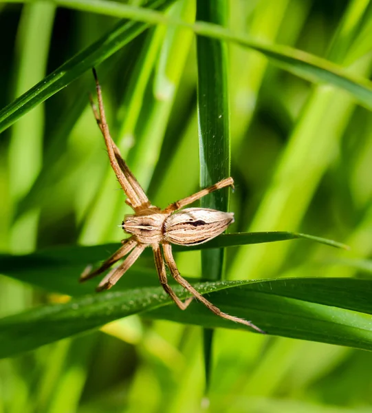 Aranha Predadora Entre Gramíneas — Fotografia de Stock