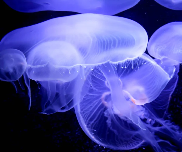 Méduses Faune Marine Sous Marine — Photo