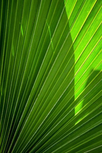 Folhas Palmeira Flora Natureza Árvore — Fotografia de Stock