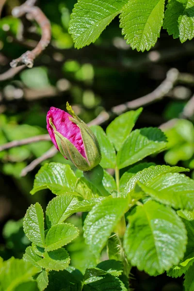 Flowers Rhododendron Bumblebee Bee — Stock Photo, Image