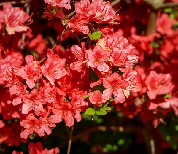 Flores Rododendro Abelha Abelha — Fotografia de Stock