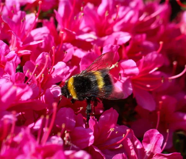Λουλούδια Από Ροδόδεντρο Μέλισσα Μέλισσα — Φωτογραφία Αρχείου