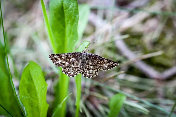 草の中の蝶 — ストック写真